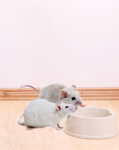 SPF動(dòng)物飲用水